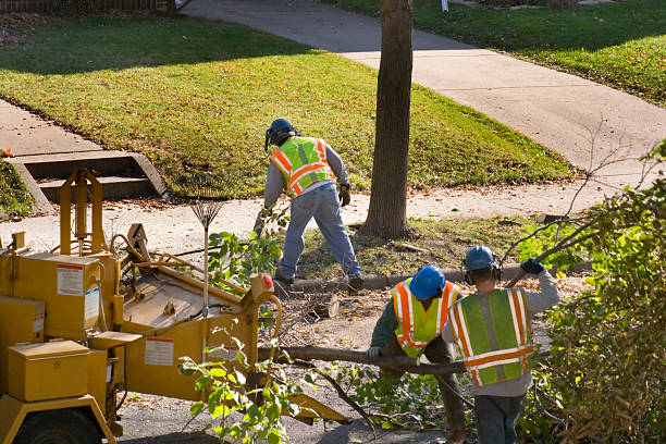 How Our Tree Care Process Works  in Mansfield, OH